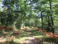 chemin dans le bois en direction des vignes chemin dans le bois en direction des vignes