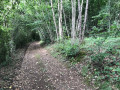 Chemins dans les bois Chemins dans les bois