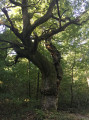 Boucle dans le Sud de la Forêt de Rougeau Boucle dans le Sud de la Forêt de Rougeau