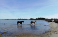 Chevaux en semi-liberté Chevaux en semi-liberté