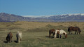 chevaux islandais chevaux islandais