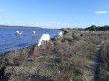 Chevaux Chevaux