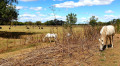 Gallician - Prés du Cailar - Berges du Vistre Gallician - Prés du Cailar - Berges du Vistre