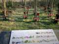 Concert pour les arbres Concert pour les arbres