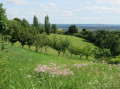 Vallons et coteaux au départ de Lamothe-Capdeville Vallons et coteaux au départ de Lamothe-Capdeville