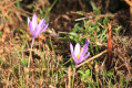 La Tour Lafont et le Cap de Campets La Tour Lafont et le Cap de Campets