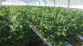 culture de légumes culture de légumes