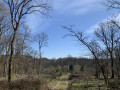 Dans la forêt Dans la forêt
