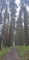 Dans les Bois de Poix Saint-Hubert Dans les Bois de Poix Saint-Hubert