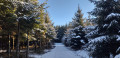 Dans les bois du Val de Poix Dans les bois du Val de Poix