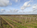 Entre les vignes: le Sérapias en cœur Entre les vignes: le Sérapias en cœur