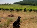 Dans les vignes Dans les vignes