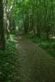 Forêt Domaniale de Montceaux Forêt Domaniale de Montceaux