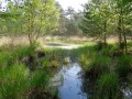 Sur les platières autour d'Arbonne Sur les platières autour d'Arbonne
