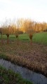 Des saules têtards au bord du Molenbeek, le long de la voie ferrée Des saules têtards au bord du Molenbeek, le long de la voie ferrée