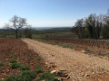 Au fil des bois et des vignes au-dessus de Chaux Au fil des bois et des vignes au-dessus de Chaux
