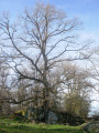 Sur le chemin des druides Sur le chemin des druides