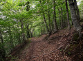 En forêt En forêt