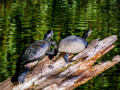Etang de Géronsart Etang de Géronsart