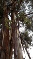 Le bois des Eucalyptus Le bois des Eucalyptus