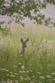 Faune et flore Faune et flore