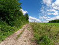Dans le bois de la Betche aux Roches à la recherche de l'homme de Spy Dans le bois de la Betche aux Roches à la recherche de l'homme de Spy