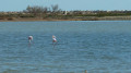 Randonnée en Camargue aux Saintes-Marie-de-la-Mer Randonnée en Camargue aux Saintes-Marie-de-la-Mer
