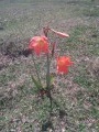 Fleur dans une pâture au Nord de Basse Terre Fleur dans une pâture au Nord de Basse Terre