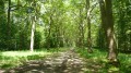 Boucle en Forêts de Ferrières et d'Armanvilliers Boucle en Forêts de Ferrières et d'Armanvilliers