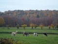 Les hauteurs de Mesnières-en-Bray et la Forêt du Hellet Les hauteurs de Mesnières-en-Bray et la Forêt du Hellet
