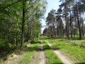 Forêt de feuillus et pins sylvestres Forêt de feuillus et pins sylvestres