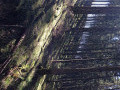 Foret de sapins (entre point 11 & 12) Foret de sapins (entre point 11 & 12)
