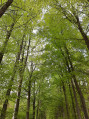 Forêt splendide Forêt splendide