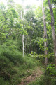 Forêt tropicale Forêt tropicale