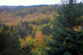 Forêt Forêt