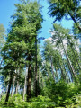 Circuit forestier par la Chapelle de Faubouloin Circuit forestier par la Chapelle de Faubouloin
