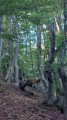 Monte San Petrone à partir de la Bocca di u Pratu Monte San Petrone à partir de la Bocca di u Pratu