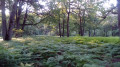 De Rambouillet à Orgerus par la forêt de Rambouillet et des Quatre Piliers De Rambouillet à Orgerus par la forêt de Rambouillet et des Quatre Piliers