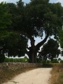 Saint-Sulpice-de-Cognac / Cherves-Richemont - Sentier des Chauffeurs Saint-Sulpice-de-Cognac / Cherves-Richemont - Sentier des Chauffeurs
