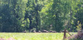 Harde de sangliers des Ardennes Harde de sangliers des Ardennes