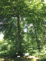 Du Père Antoine à Saint-Paterne en forêt d'Eawy proche des Grandes-Ventes Du Père Antoine à Saint-Paterne en forêt d'Eawy proche des Grandes-Ventes
