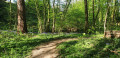 Jacinthes des Bois Jacinthes des Bois