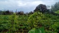 Jardin créole Jardin créole