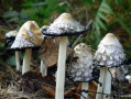Champignons Champignons