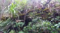 La forêt de Bélouve La forêt de Bélouve