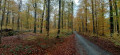 La forêt de Soignes: couleurs d'automne