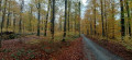 La forêt de Soignes: couleurs d'automne La forêt de Soignes: couleurs d'automne