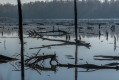 La forêt engloutie La forêt engloutie