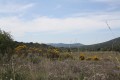 la garrigues en fleurs la garrigues en fleurs