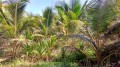 La palmeraie La palmeraie